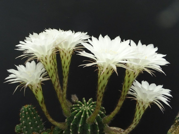 cactus de pâques fleurs blanches