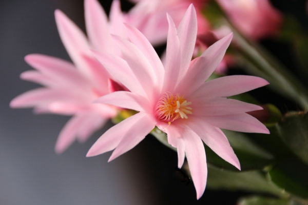cactus de pâques fleurs roses