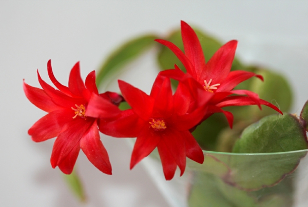 cactus de pâques fleurs rouges