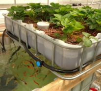 Système aquaponique maison pour un jardinage durable (3)