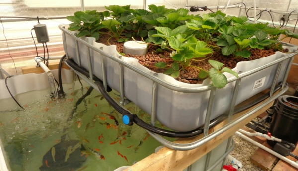 cultiver des fraises système aquaponique