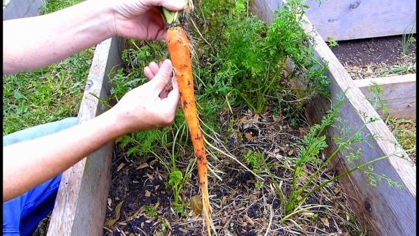 planter des carottes carotte allongée
