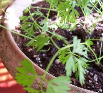 Planter des carottes : les 5 astuces pour une récolte de carottes extra (3)