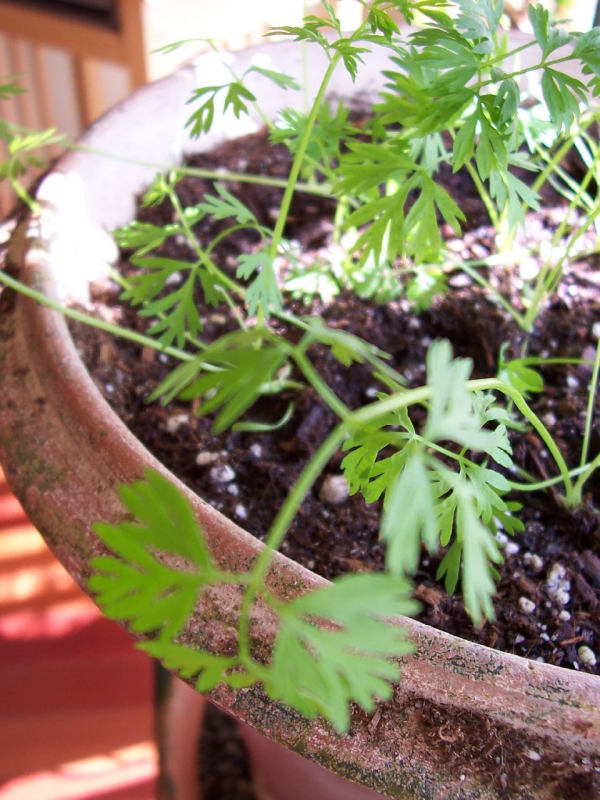 planter des carottes dans un grand pot