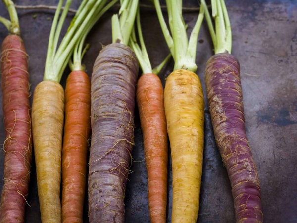 planter des carottes en couleurs différentes