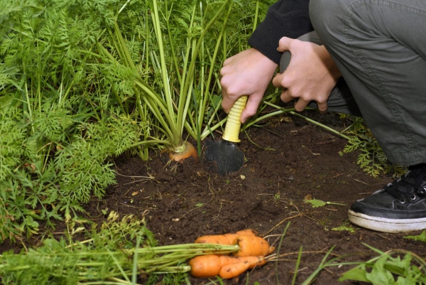 planter des carottes la récolte commence