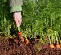 Planter des carottes : les 5 astuces pour une récolte de carottes extra (2)