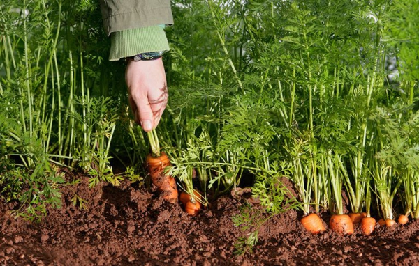 planter des carottes préparer à sortir