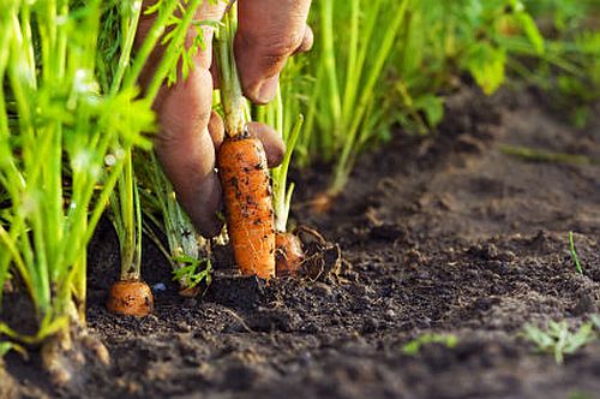 planter des carottes prêtes à récolter