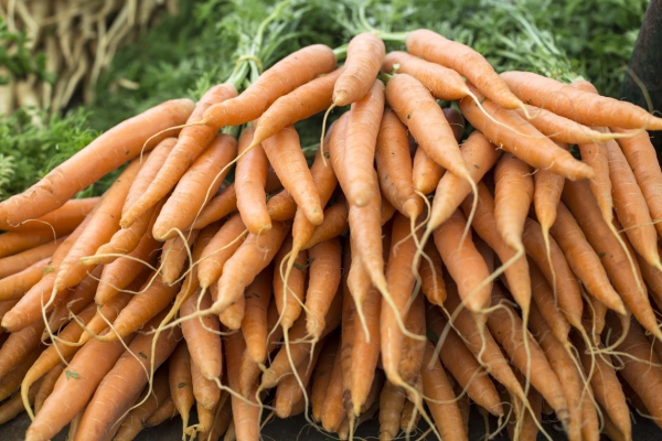 planter des carottes récolte abondante