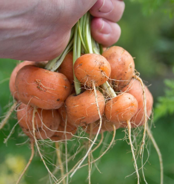 planter des carottes type rond