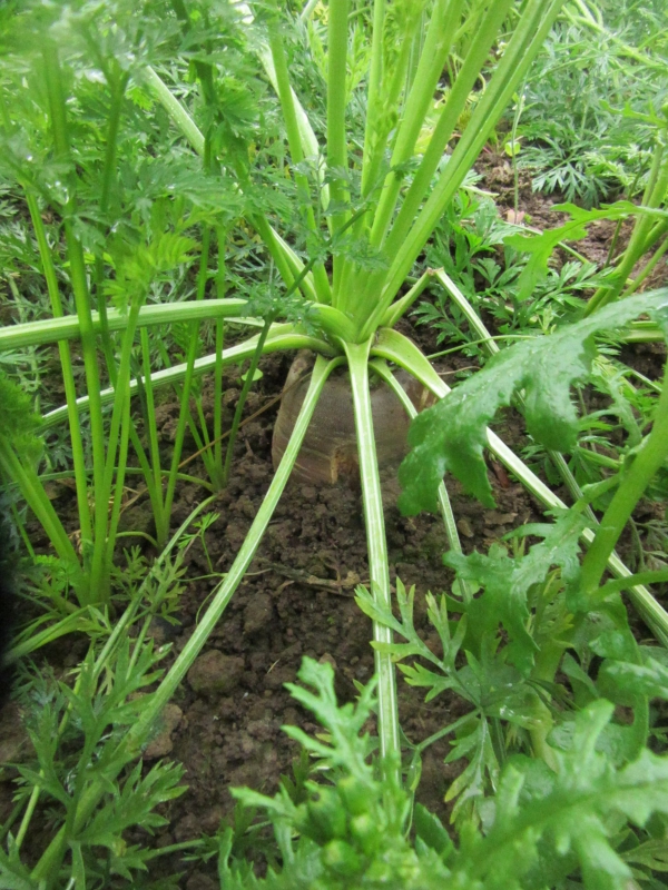 planter des carottes une carotte géante