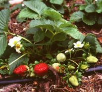 Planter des fraises – conseils pour cultiver des fraises suspenduеs (3)