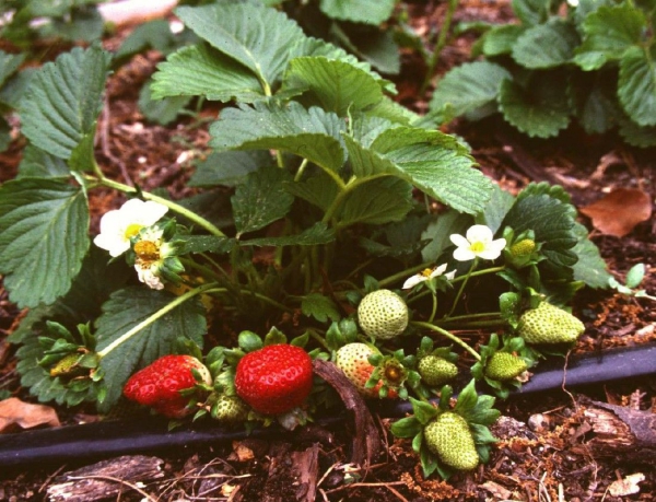 planter des fraises arrosage régulier