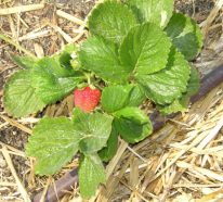 Planter des fraises – conseils pour cultiver des fraises suspenduеs (4)