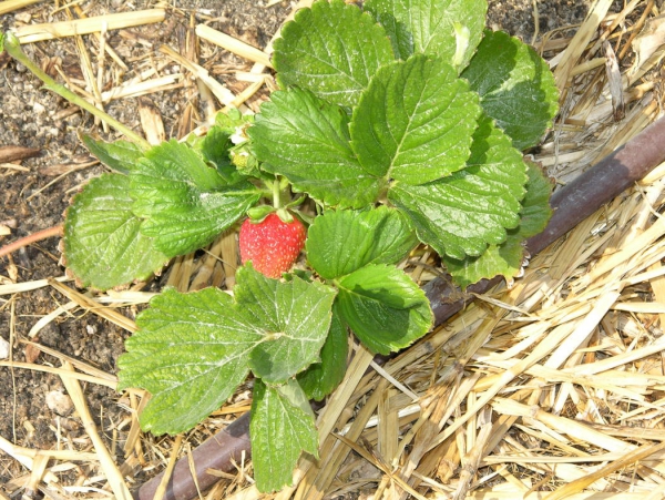 planter des fraises couvrir de paille