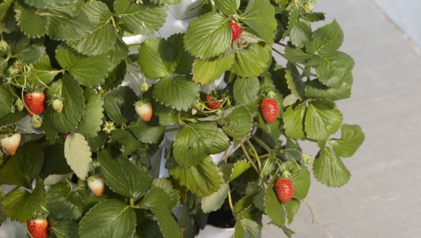 planter des fraises de forme allongée