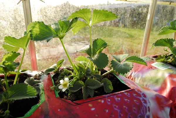 planter des fraises des récipients près de la fenêtre