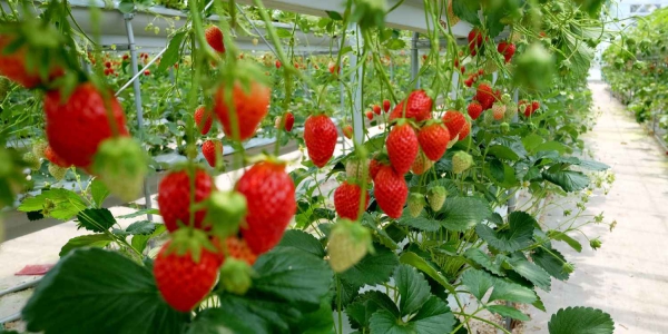 planter des fraises en étages