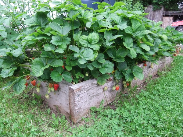 planter des fraises un carré en bois