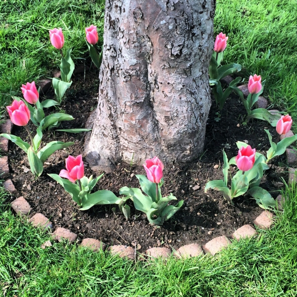 planter des tulipes autour de l’arbre