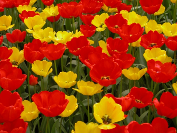 planter des tulipes en couleurs variées