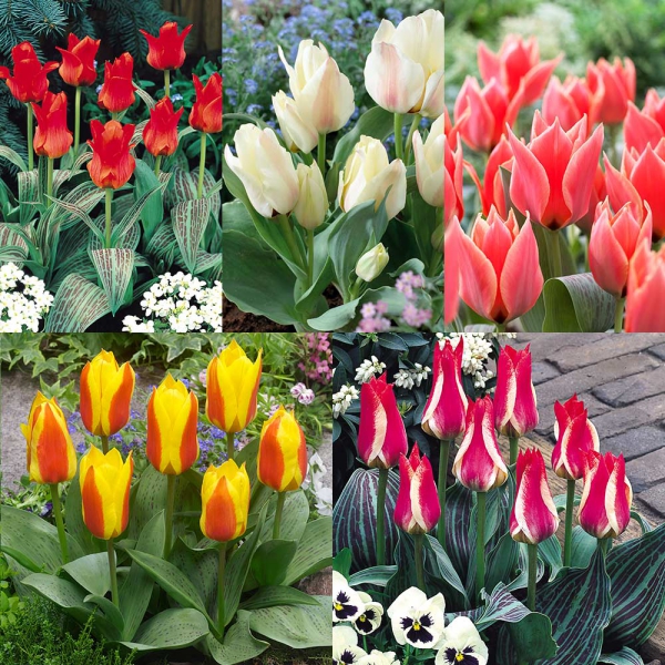 planter des tulipes espèces-nains