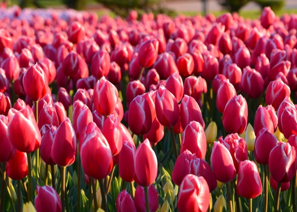 planter des tulipes rouge dominant