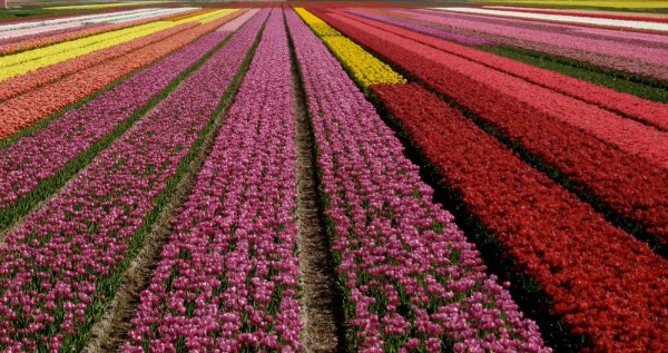 planter des tulipes tapis multicolore