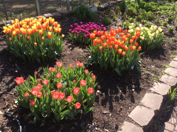 planter des tulipes îlots en couleurs
