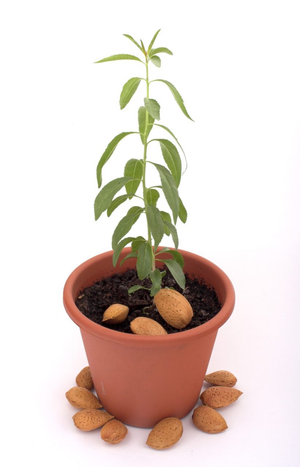 planter un amandier planté à partir d’un fruit
