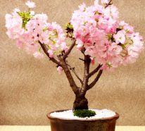 Planter un cerisier : 3 raisons pour cultiver les fruits délicieux (2)
