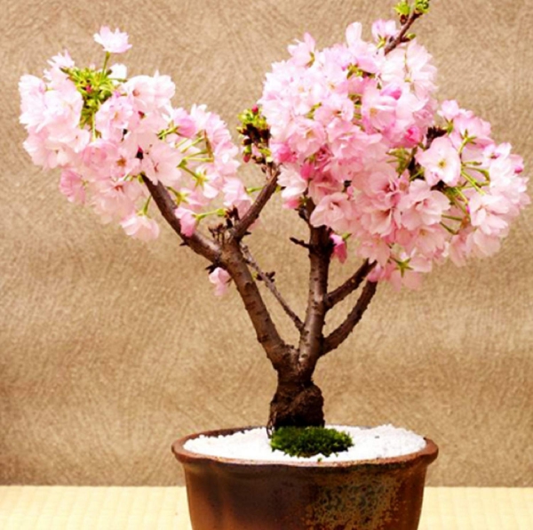 planter un cerisier arbre bonzaï