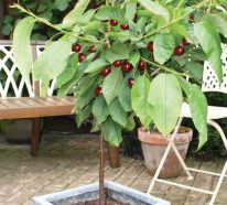 Planter un cerisier : 3 raisons pour cultiver les fruits délicieux (4)