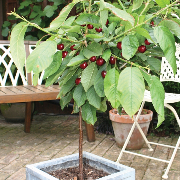 planter un cerisier arbre en pot