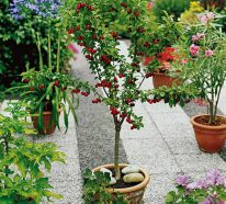 Planter un cerisier : 3 raisons pour cultiver les fruits délicieux (1)