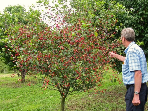 planter un cerisier un type ornemental
