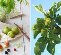 Planter un figuier – un arbre vénéré par les Grecs et les Égyptiens (3)