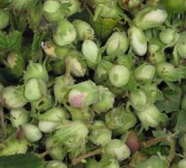 Planter un noisetier aux fruits verts ou blonds pour une bonne récolte (3)