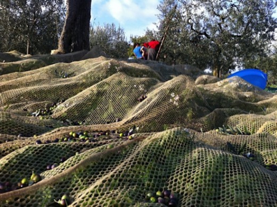 planter un olivier de grands filets