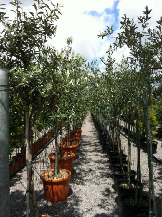 planter un olivier en pépinière