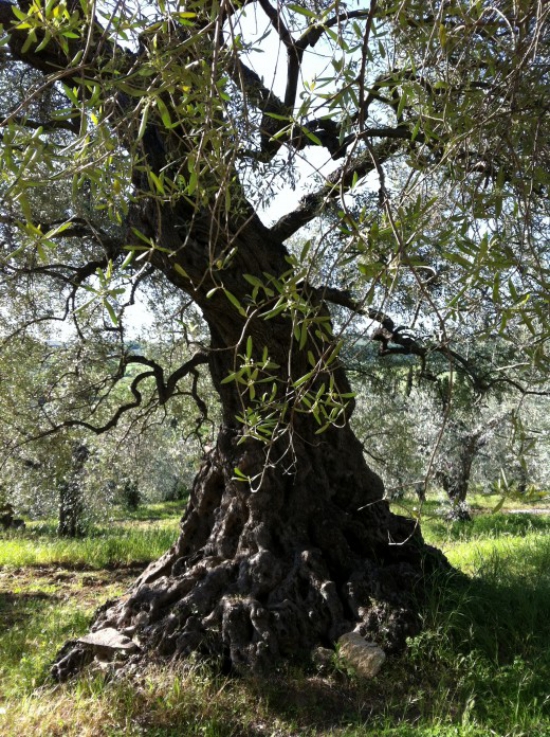 planter un olivier une forêt d’oliviers