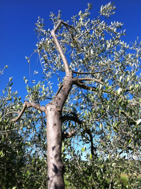 planter un olivier une riche récolte