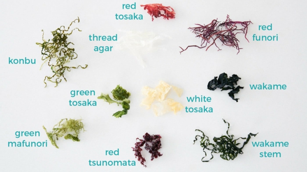 salade d'algues types d'algues comestibles