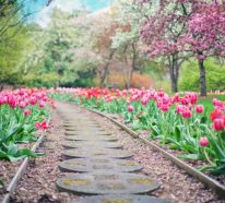 Bouquet de tulipes : conseils pour inviter le printemps dans votre intérieur (1)