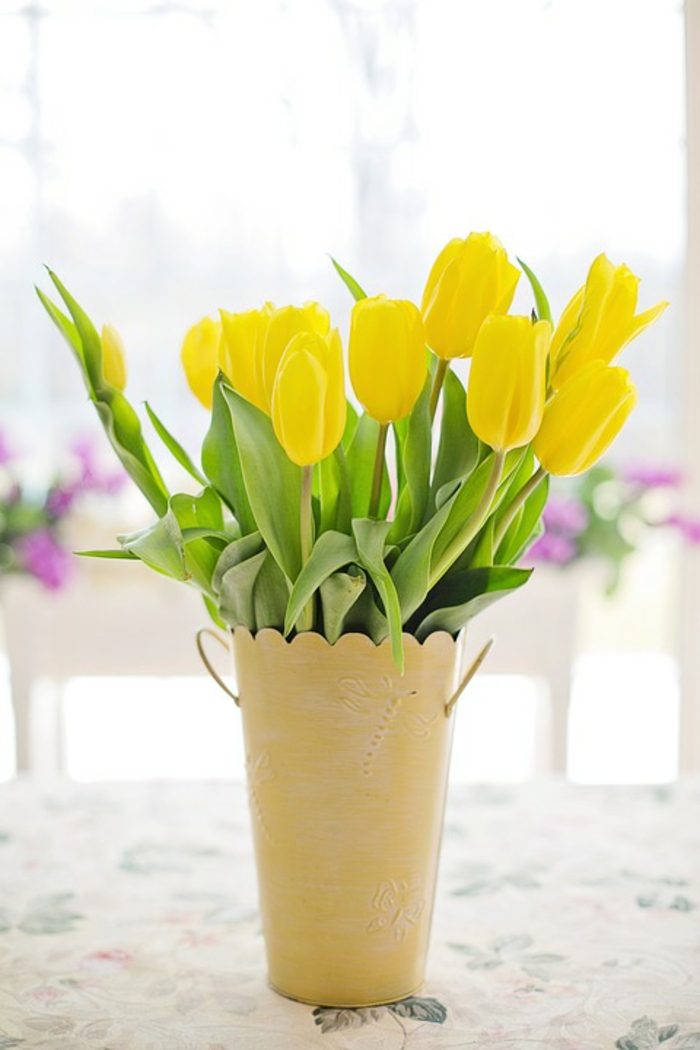 tulipes intérieur printemps