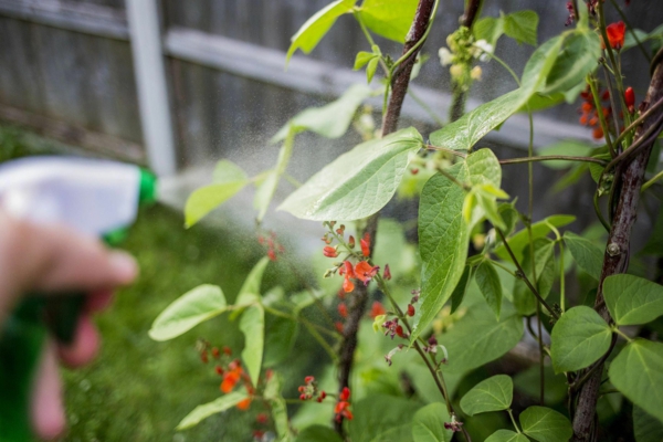 5 façons d'utiliser le savon de Castille dans le jardin pulvériser du liquide insecticide