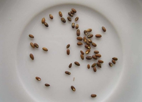 Comment cultiver le romarin graines de romarin