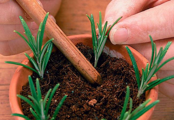 Comment cultiver le romarin plantation en pot