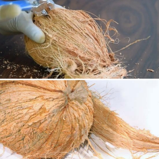 Comment fabriquer vous-même de la tourbe de coco décortiquer la noix de coco